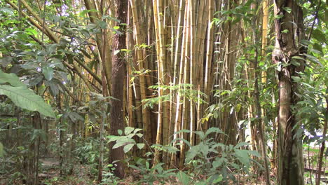 Brasilien-Amazonas-Bambusklumpen