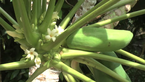 Amazonas-Papaya-Blume-Und--Frucht