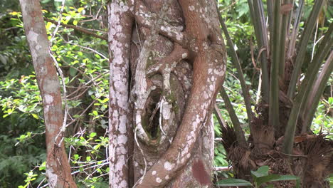 Amazonas-Dschungelbaum-Mit-Weinrebe