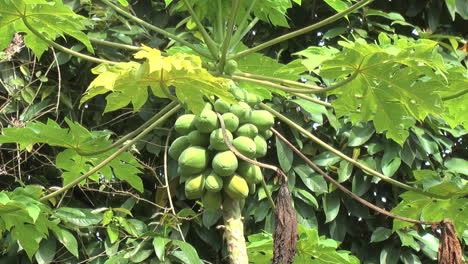 Fruta-De-Papaya-En-El-árbol