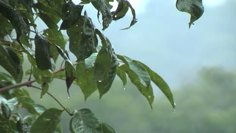 Amazon-rain-drops-fall-on-leaves