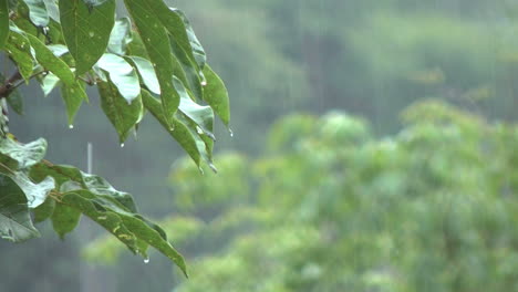 Amazonasregen-Umrahmt-Von-Blättern