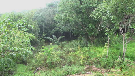 Amazonasregen-Am-Dschungelrand