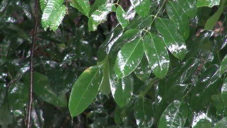 Amazonasblätter-Im-Regen