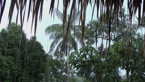 Amazonas-Regen-Und-Palme