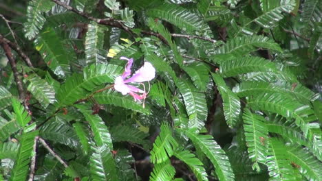 Amazon-flower-in-tropical-rain