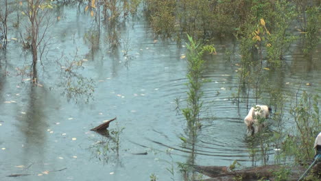 Amazon-rain-with-dog-in-water