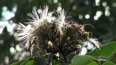 Flor-Amazónica-En-árbol-Con-Luz-Solar
