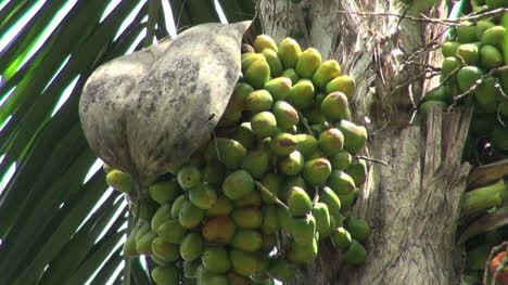 Amazonas-Dschungelgarten-Palmenfrüchte
