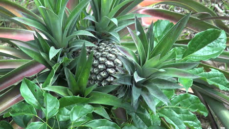 Amazon-jungle-garden-pineapple