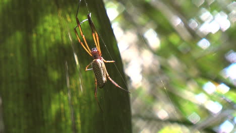 Araña-De-La-Selva-Amazónica