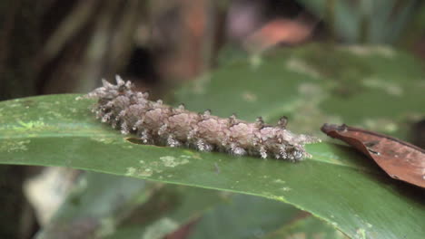 Amazon-Jungle-caterpillar-on-leaf