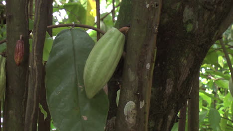 Cacao-pod-zoom-in-2