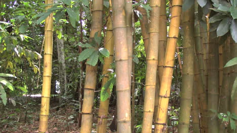 Brasilien-Bambus-Im-Dschungel-Kippt-Tilt