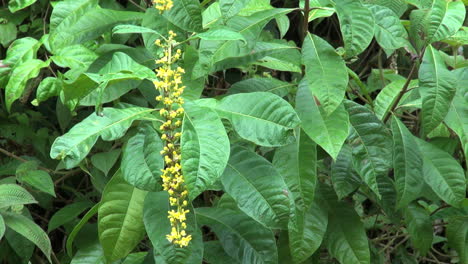 Yellow-jungle-flower