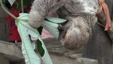 Brazil-Boca-da-Valeria-sloth-eating-leaf
