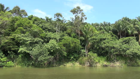 Brasilien-Amazonas-Backwater-Dschungel-Von-Der-Bank-S