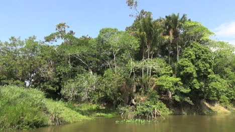 Brasil-Remanso-Amazónico-Cerca-De-Santarem-Bank-Rica-Vegetación-S