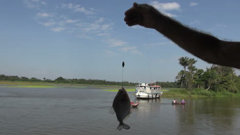 Brazil-Amazon-backwater-near-Santarem-piranha-being-held-up-s
