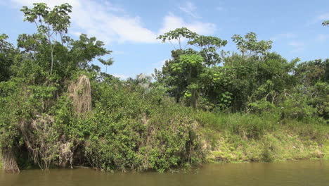 Brazil-Amazon-backwater-trees-and-moss-s