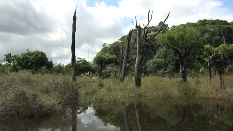 Brasilien-Amazon-Tote-Bäume-Im-Wasser