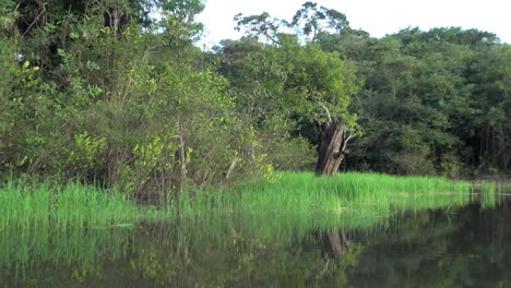 Árbol-Muerto-Del-Amazonas-Por-El-Margen-Del-Lago-Herboso