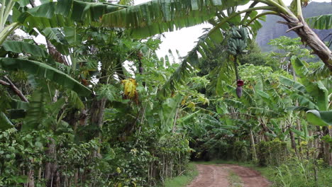 Bora-Bora-dirt-road-though-tropical-vegetation