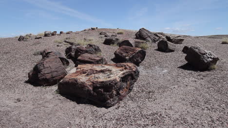 Arizona-Petrified-Forest-Crystal-Forest-wood