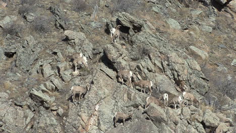 Colorado-Schafe-Klettern-Auf-Felsen-Climbing