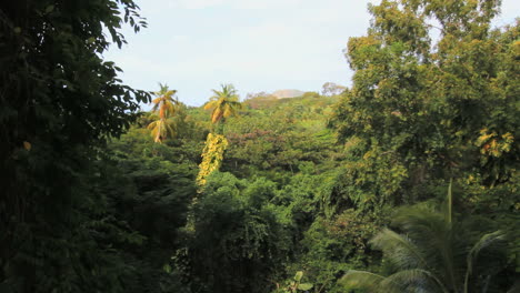 St-Kitts-Rain-Forest-with-sun-on-palm-trees