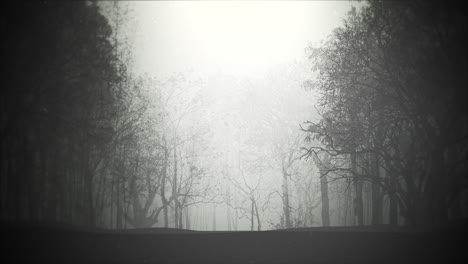 Mystical-halloween-background-with-dark-forest-and-fog