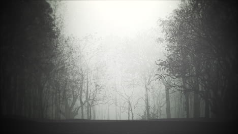 Mystical-halloween-background-with-dark-forest-and-fog-1