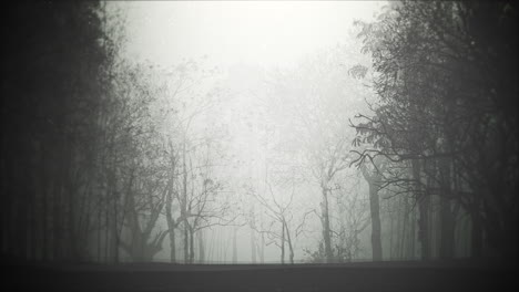 Mystical-halloween-background-with-dark-forest-and-fog-2