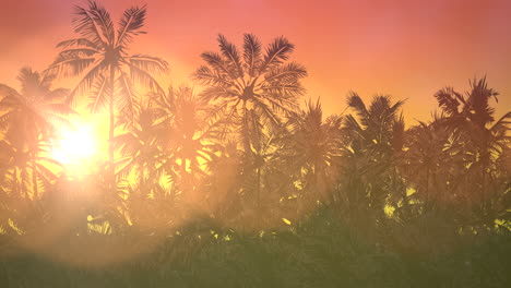 Panoramic-view-of-tropical-landscape-with-palm-trees-and-sunset-11