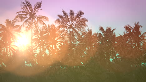Panoramic-view-of-tropical-landscape-with-palm-trees-and-sunset-12