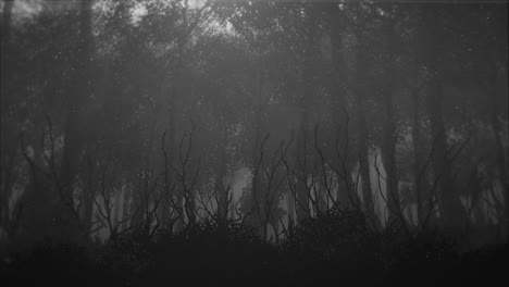 Mystical-halloween-background-with-dark-forest-and-fog-5