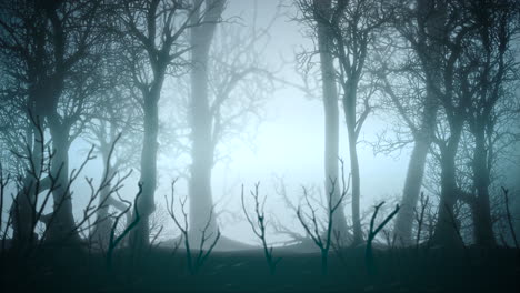 Mystical-halloween-background-with-dark-forest-and-fog-7
