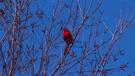 A-bright-red-cardinal-sits-in-a-tree