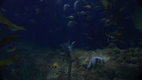 A-shark-patrols-a-coral-reef