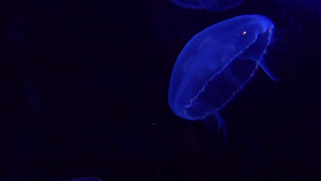 Blue-jellyfish-float-in-the-ocean