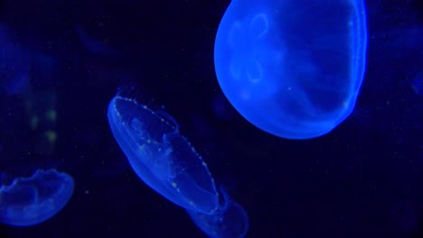 Blue-jellyfish-float-in-the-ocean-1