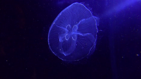 Blue-jellyfish-float-in-the-ocean-2