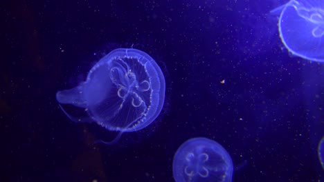 Blue-jellyfish-float-in-the-ocean-3