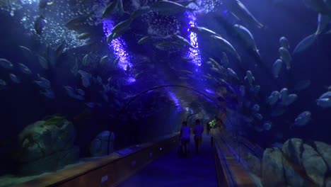 People-walk-through-an-underwater-tunnel-in-an-aquarium-display-1