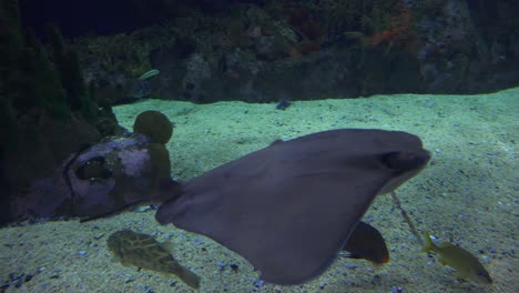 A-manta-ray-swims-underwater