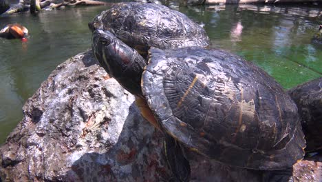 Sumpfschildkröten-Faulenzen-Auf-Felsen-In-Einem-Teich