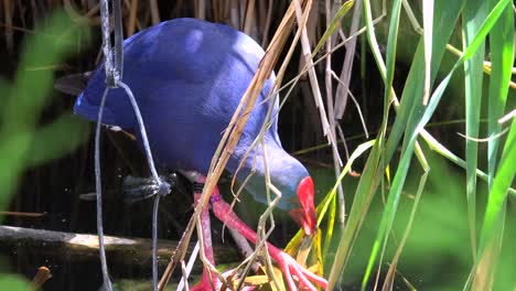 A-purple-swamp-hen-forages-for-food-in-a-wetlands-area