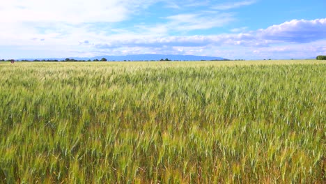 Beautiful-vast-open-fields-of-waving-grain-3