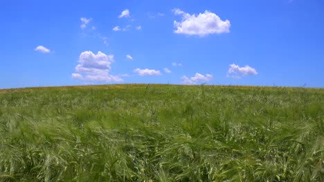 Wolken-Ziehen-Hinter-Schönen-Weiten-Offenen-Feldern-Mit-Wehenden-Getreide