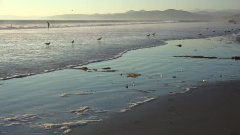 Küstenvögel-Picken-Durch-Den-Sand-Entlang-Der-Zentralen-Küste-Kaliforniens-Mit-Menschen-In-Der-Ferne
